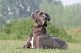 DOGUE ALLEMAND 432